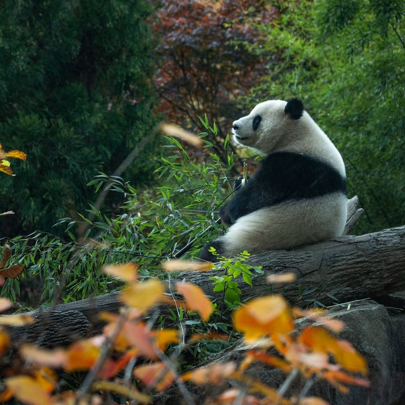 Experience the Wild – 15 of the Most Extraordinary Animals You’ll See at Zoos in the U.S.