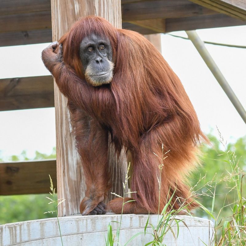 Experience the Wild – 15 of the Most Extraordinary Animals You’ll See at Zoos in the U.S.