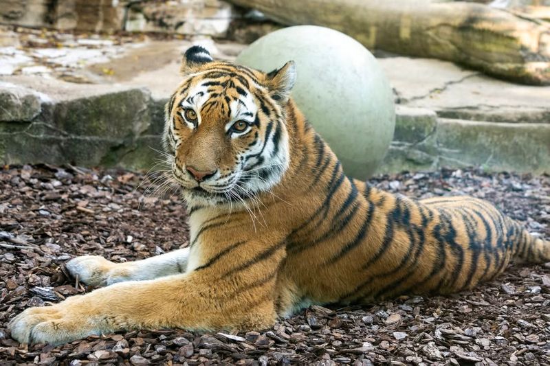 Experience the Wild – 15 of the Most Extraordinary Animals You’ll See at Zoos in the U.S.