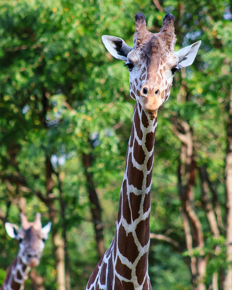 Experience the Wild – 15 of the Most Extraordinary Animals You’ll See at Zoos in the U.S.