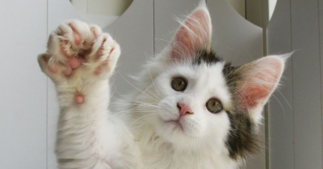 Extra Toes, Extra Stories 12 Fun Facts About Polydactyl Cats That Will Make Your Jaw Drop