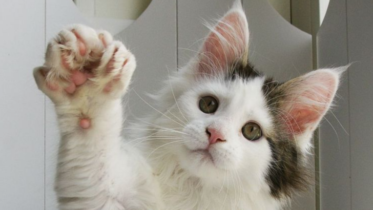 Extra Toes, Extra Stories: 12 Fun Facts About Polydactyl Cats That Will Make Your Jaw Drop