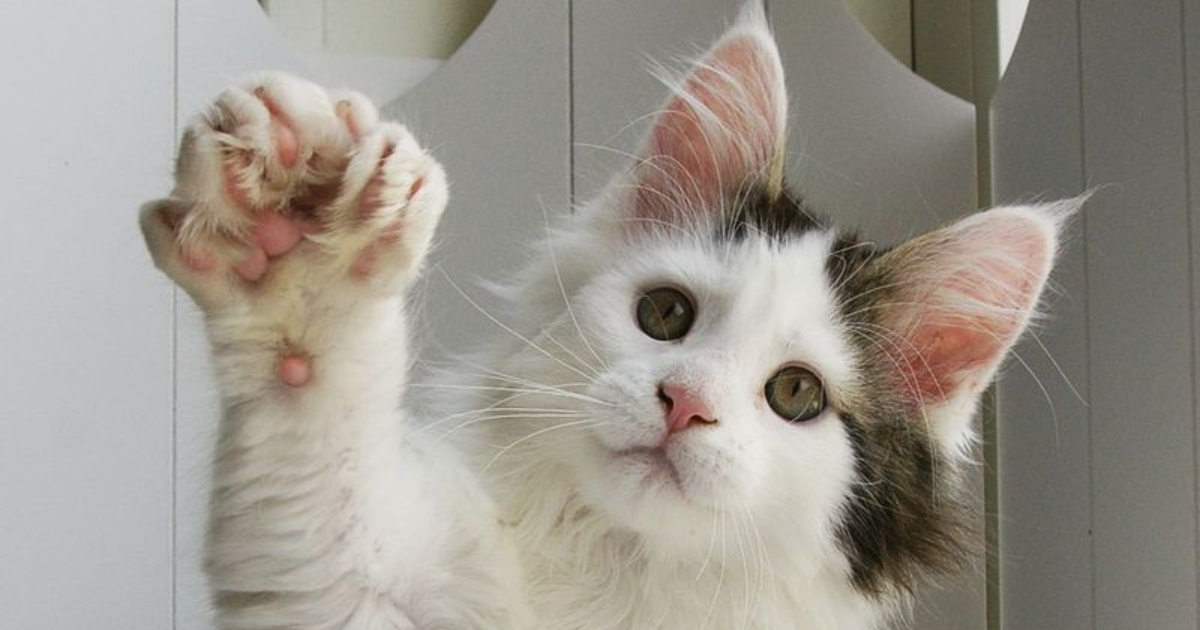 Extra Toes, Extra Stories 12 Fun Facts About Polydactyl Cats That Will Make Your Jaw Drop