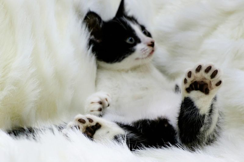 Extra Toes, Extra Stories: 12 Fun Facts About Polydactyl Cats That Will Make Your Jaw Drop