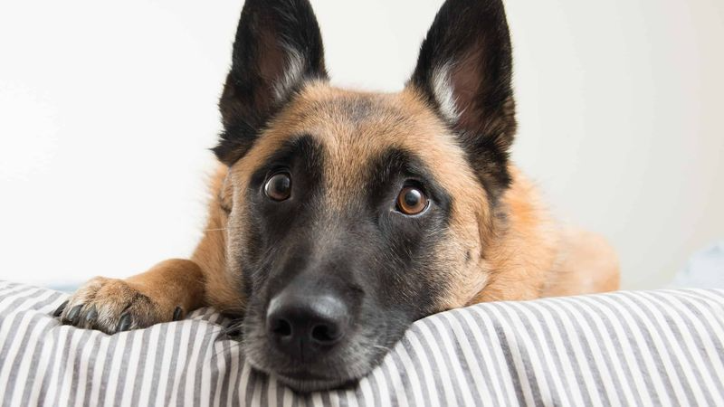 Thinking About a Belgian Malinois? Here's Everything You Need to Know—The Good and the Bad