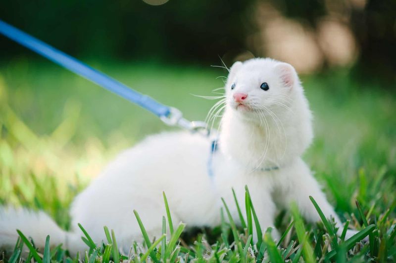 Ferret