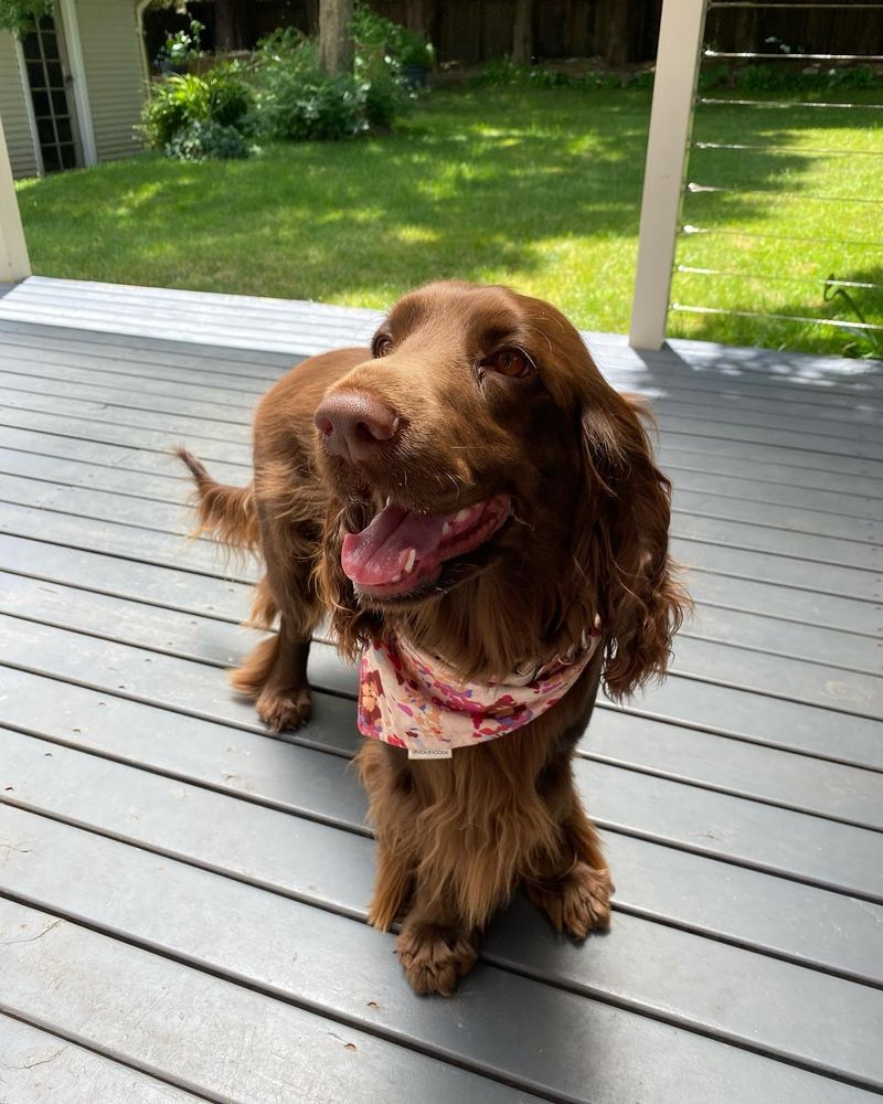 Field Spaniel