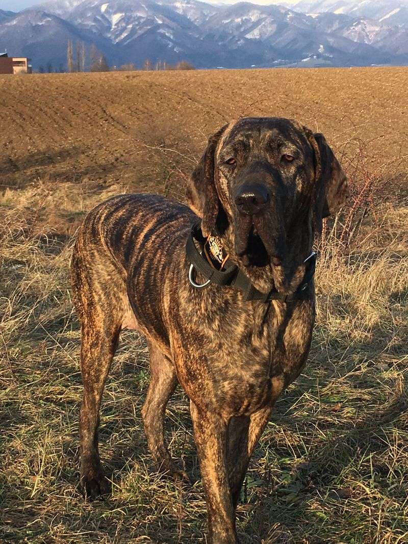 Fila Brasileiro