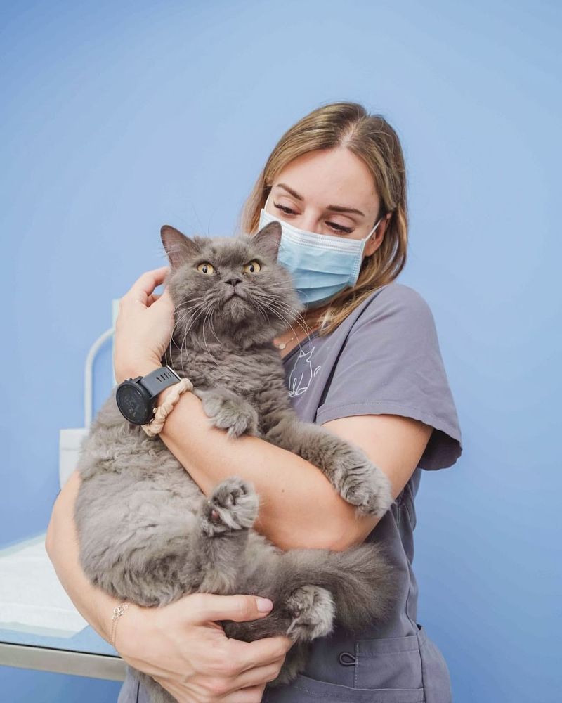 First Vet Visit for Your Cat? Here’s Everything You Need to Know