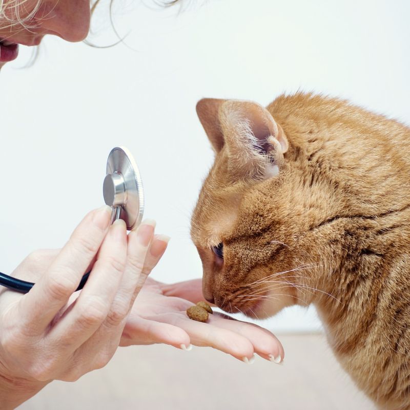 First Vet Visit for Your Cat? Here’s Everything You Need to Know