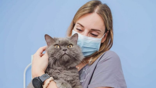 First Vet Visit for Your Cat Here’s Everything You Need to Know