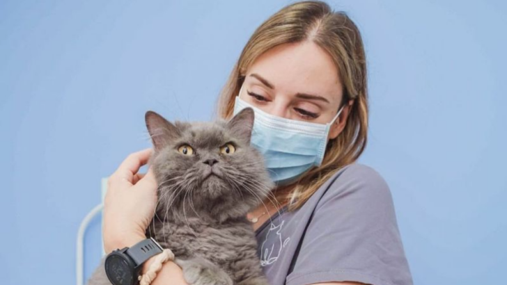 First Vet Visit for Your Cat? Here’s Everything You Need to Know