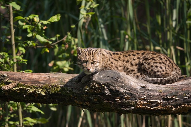 Fishing Cat