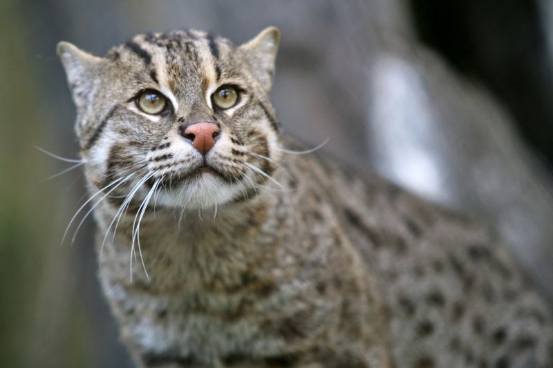 Fishing Cat