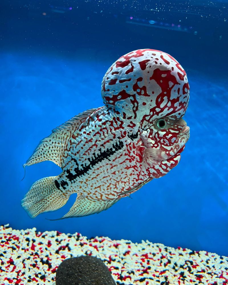 Flowerhorn Cichlid