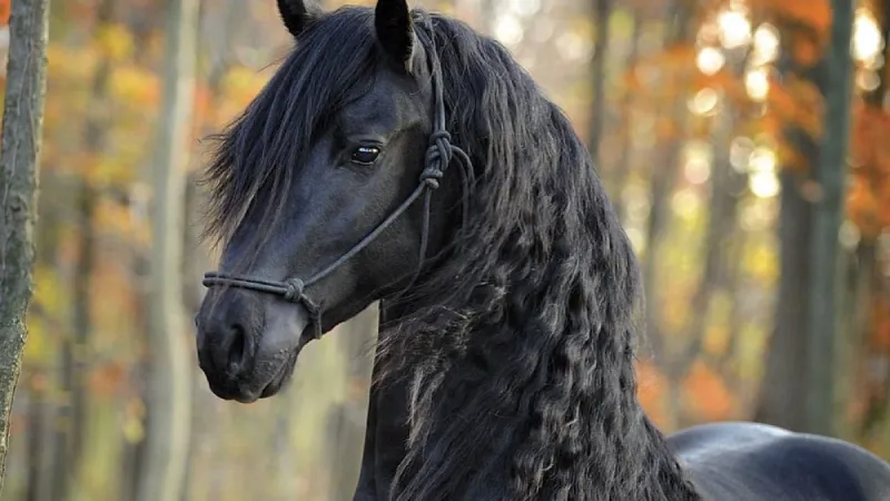 Friesian Horse