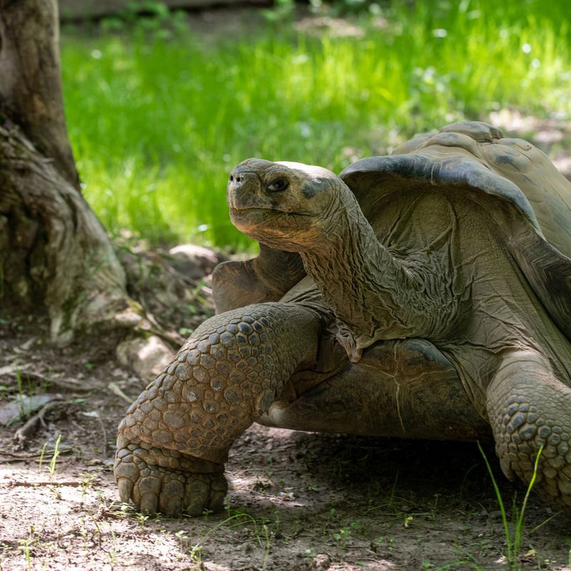 Galápagos Tortoise