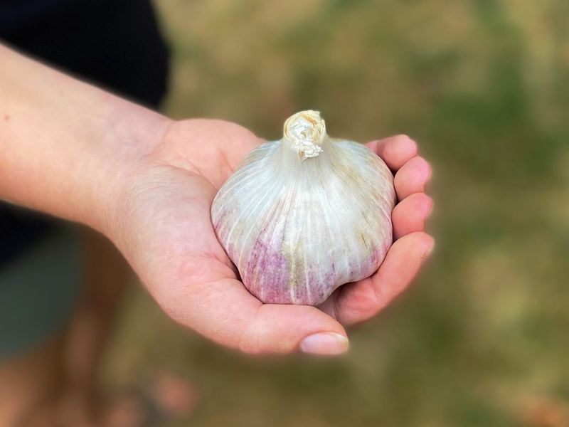 Garlic