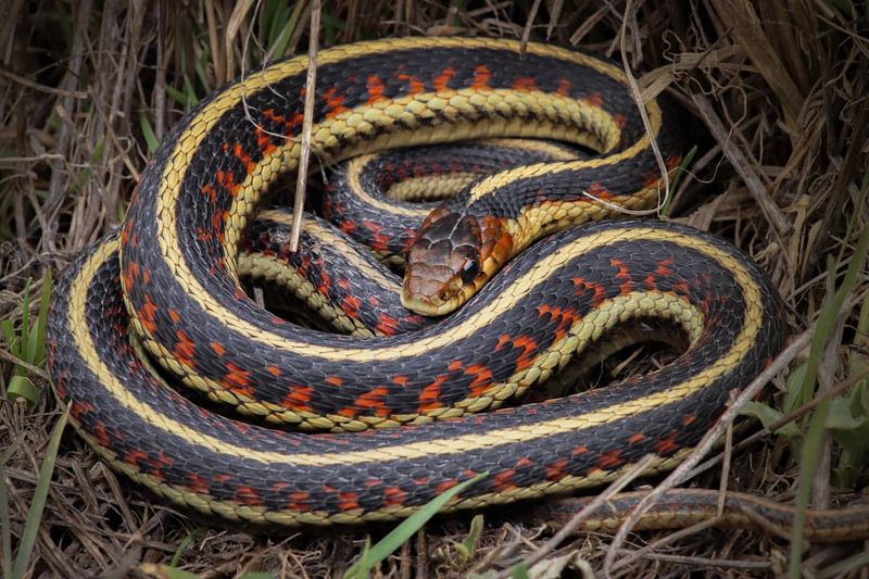 Garter Snakes