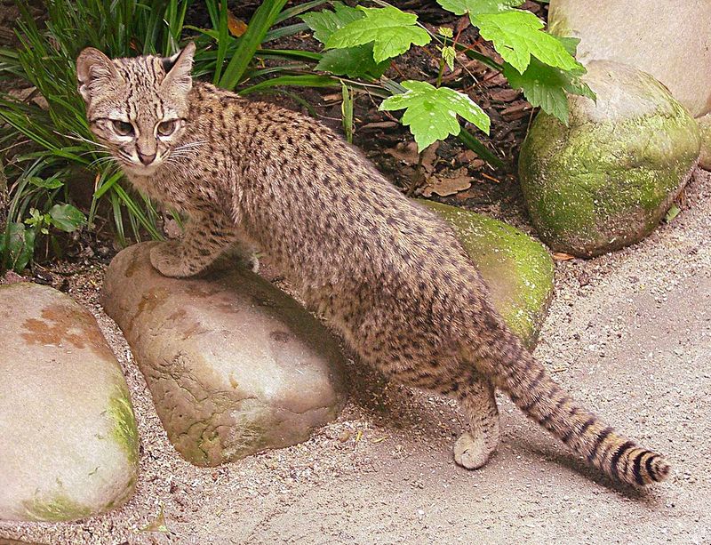 Geoffroy’s Cat