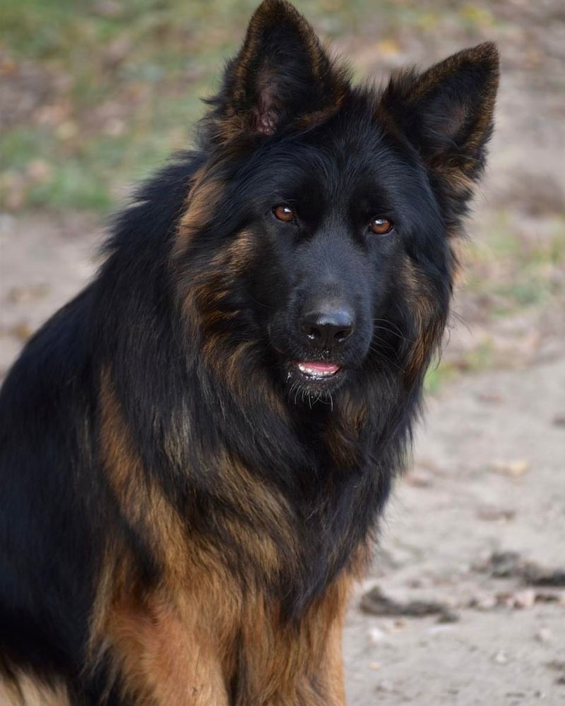 German Shepherd