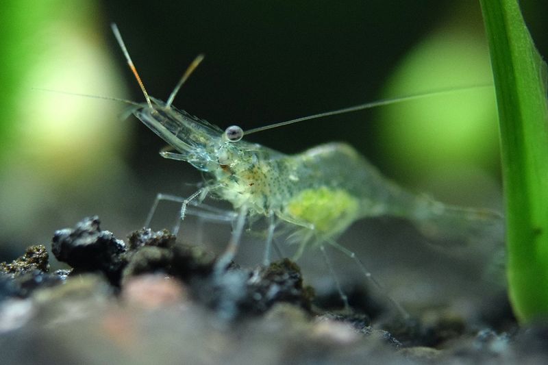 Ghost Shrimp