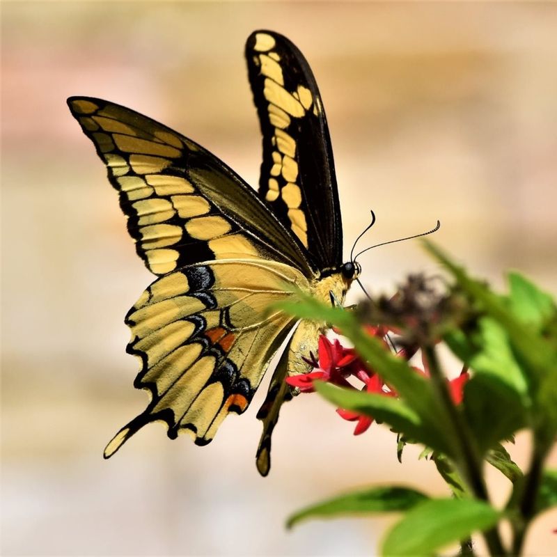 Giant Swallowtail