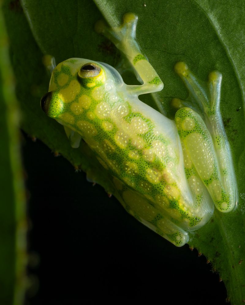 Glass Frog