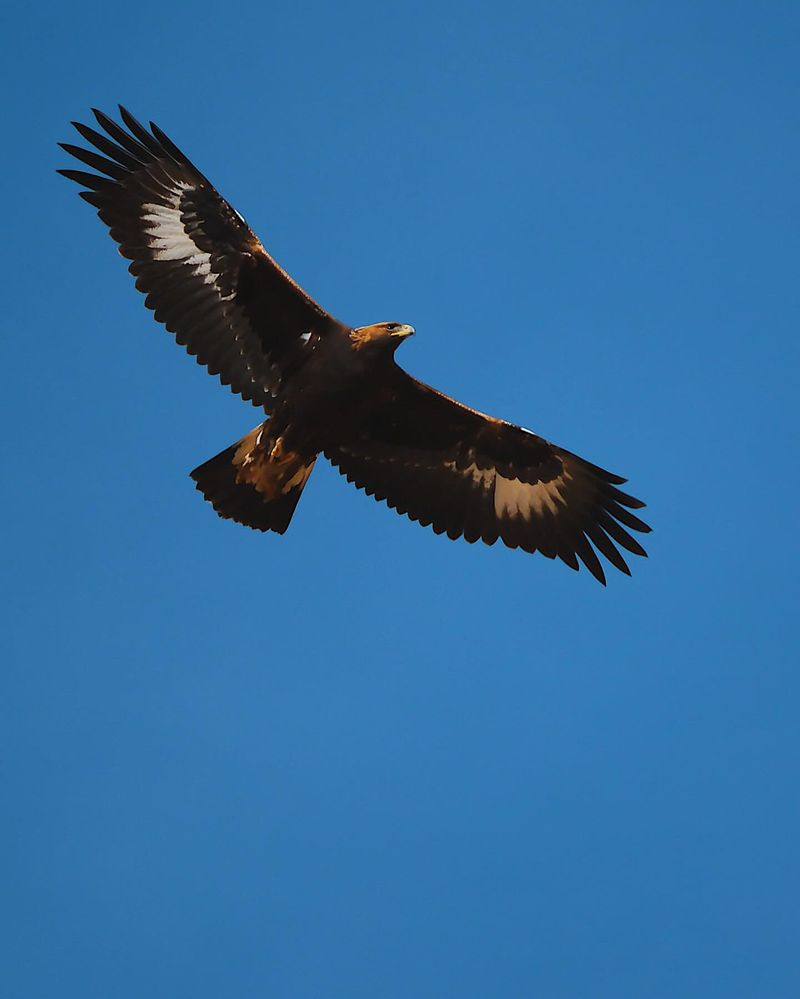 Golden Eagle