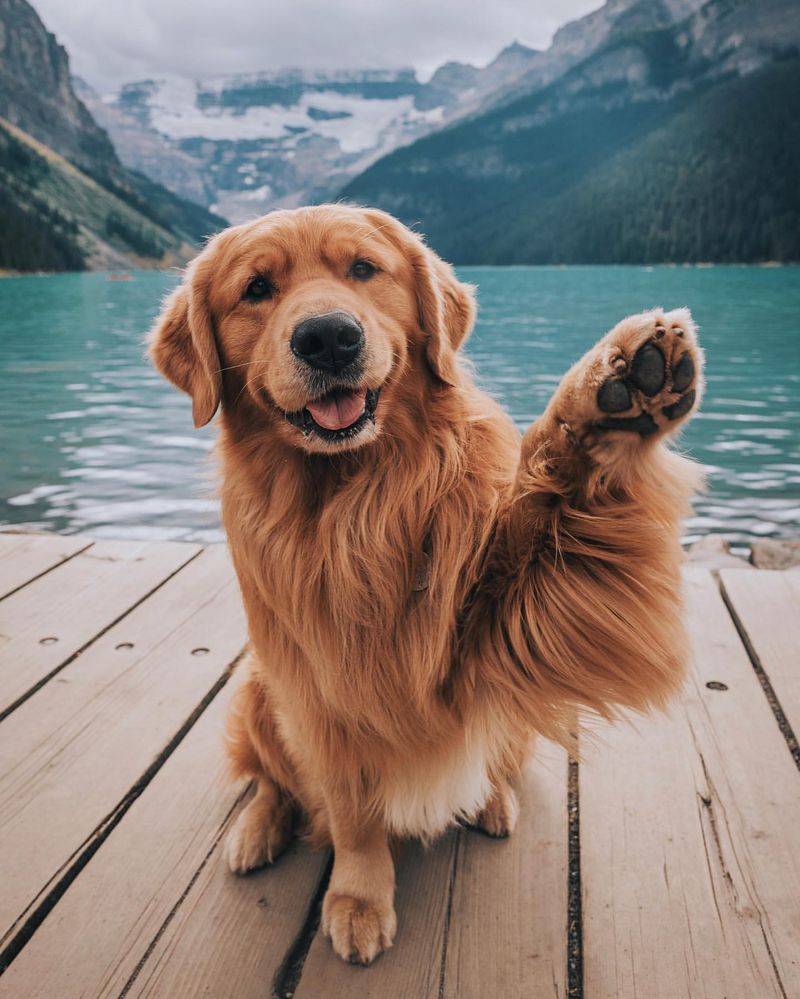 Golden Retriever