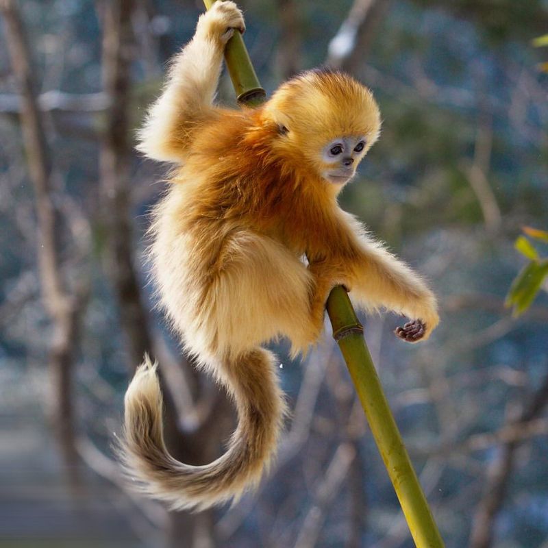 Golden Snub-nosed Monkey