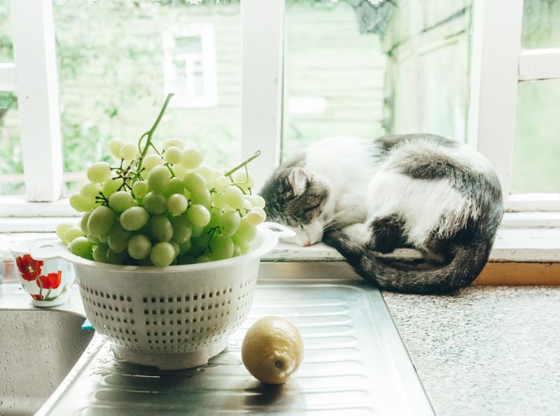 Grapes and Raisins