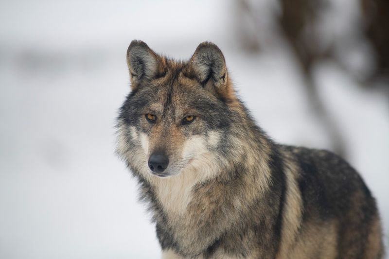 Gray Wolf