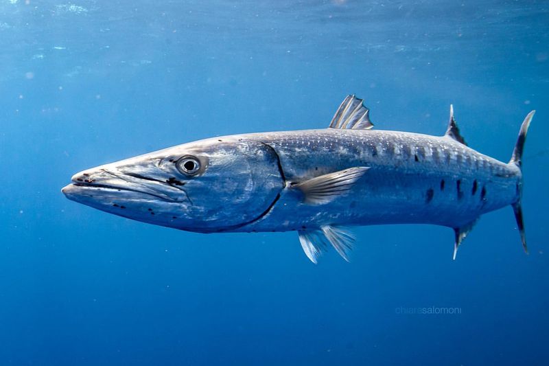 Great Barracuda