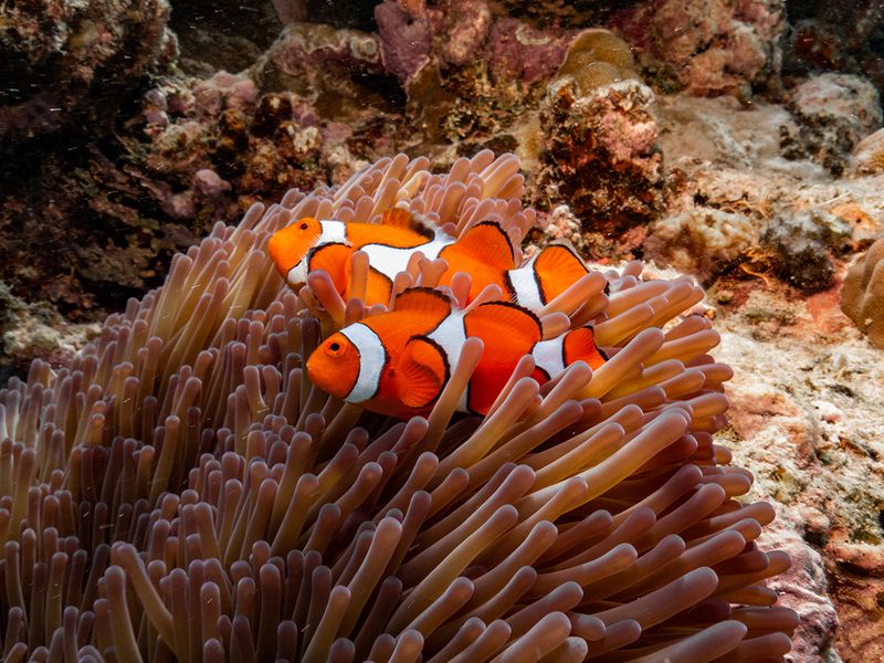 Great Barrier Reef, Australia