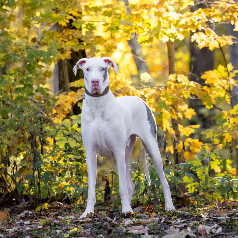 Great Dane