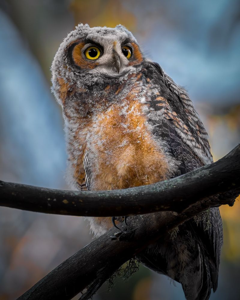 Great Horned Owl