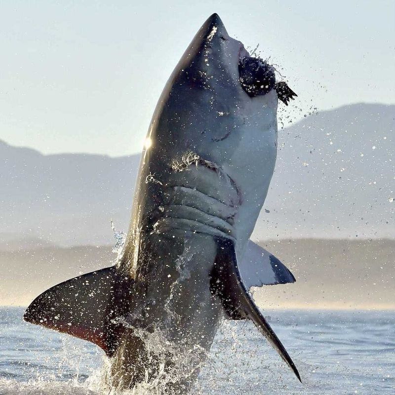 Great White Shark