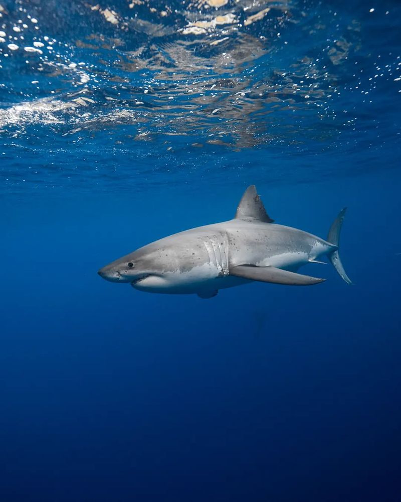 Great White Shark