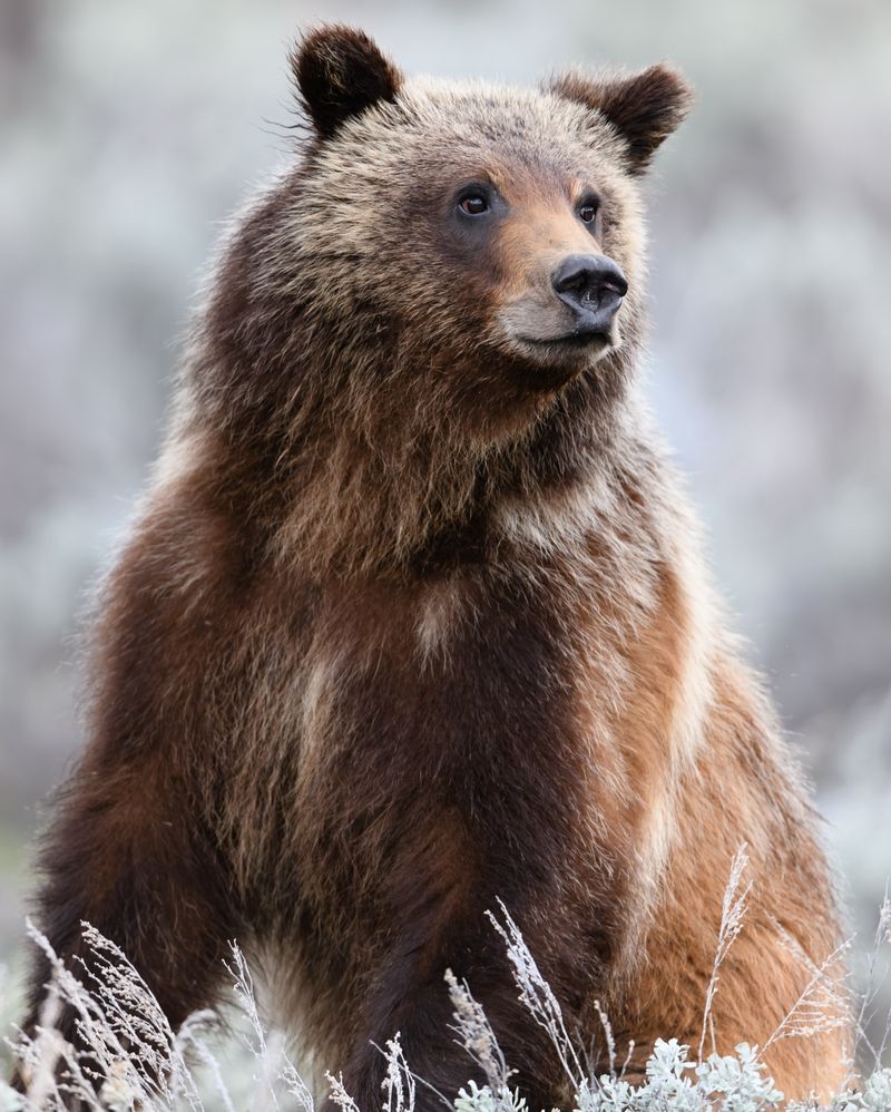 Grizzly Bear