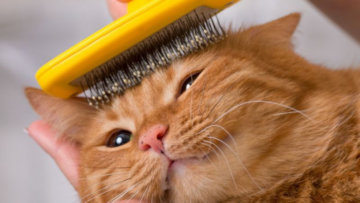 7 Tips to Groom Your Cat Like a Pro and Keep Your Skin Scratch-Free