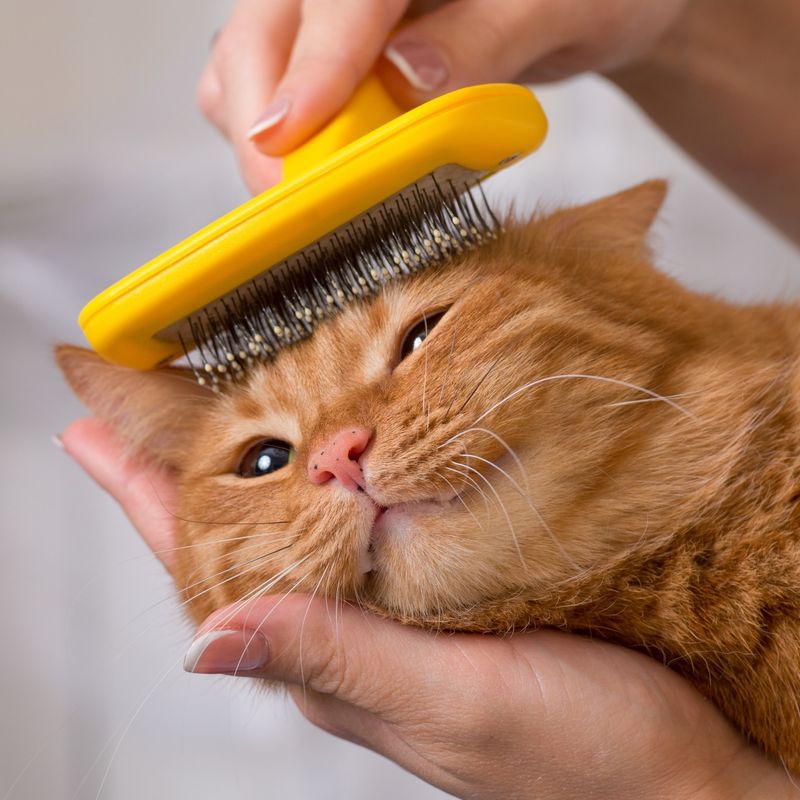 Groom Your Cat Like a Pro—And Keep Your Skin Scratch-Free