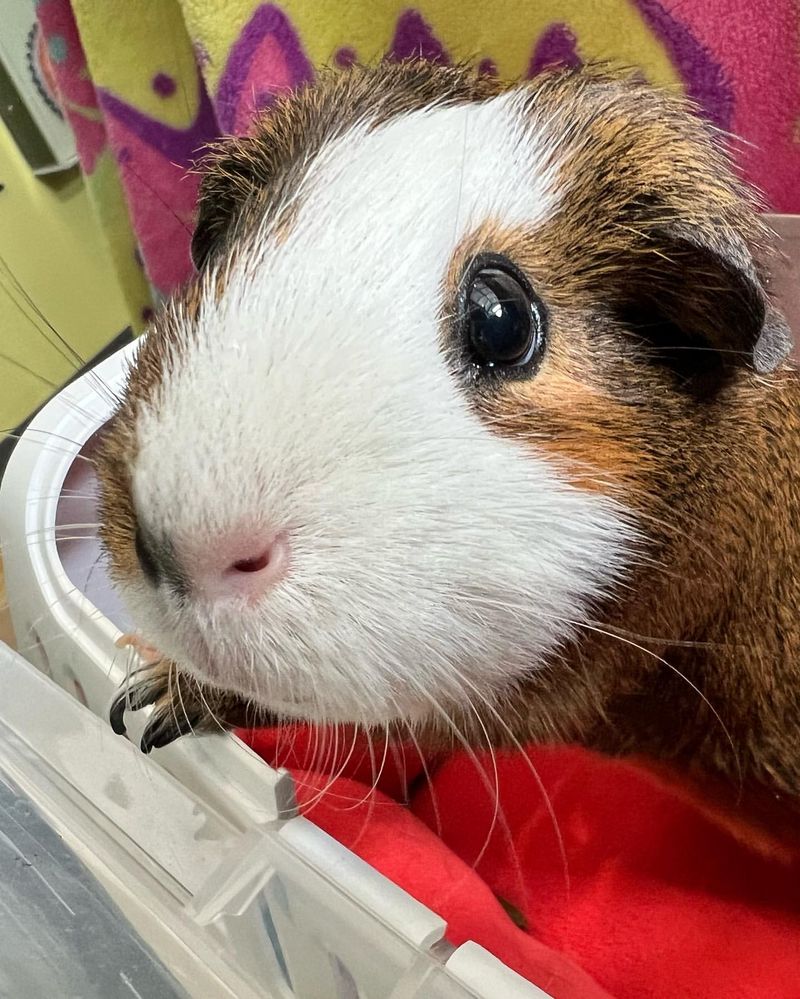 Guinea Pig