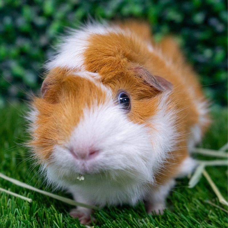 Guinea Pig