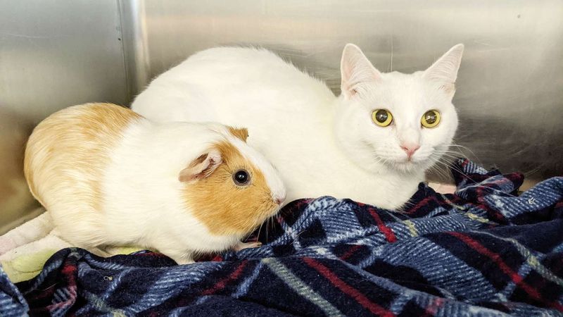 Guinea Pigs