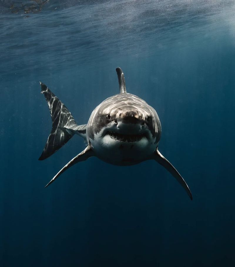 12 Reasons Why You Never See Sharks in Aquariums