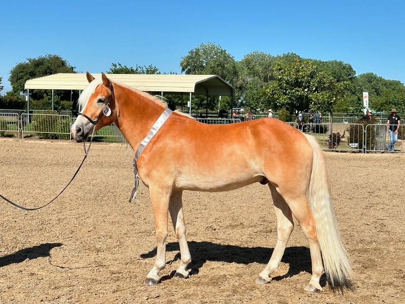 Haflinger