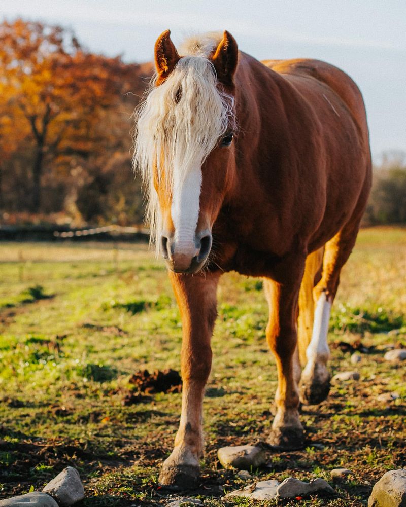 Haflinger