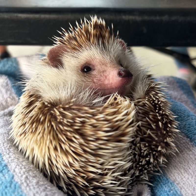 Hedgehog