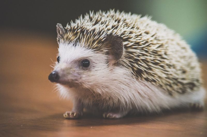 Hedgehog